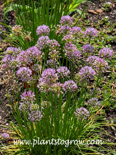 Mouse Garlic (Allium angulosum)